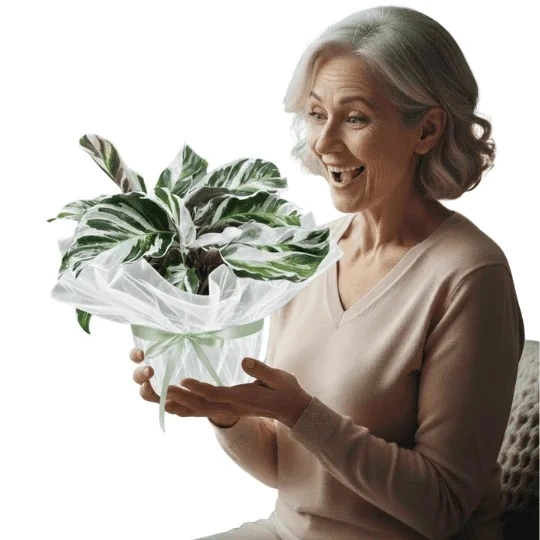 Plantas de interior